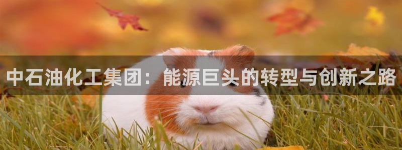 球盟会游戏