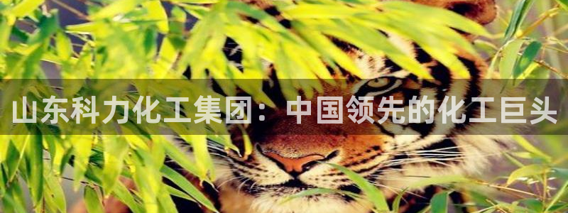 球盟会提款支付宝怎么样