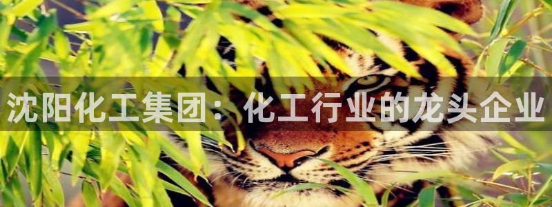 球盟会网址