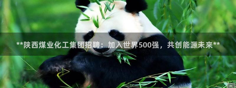 球盟会中国网页登录：**陕西煤业化工集团招聘：加入世界500