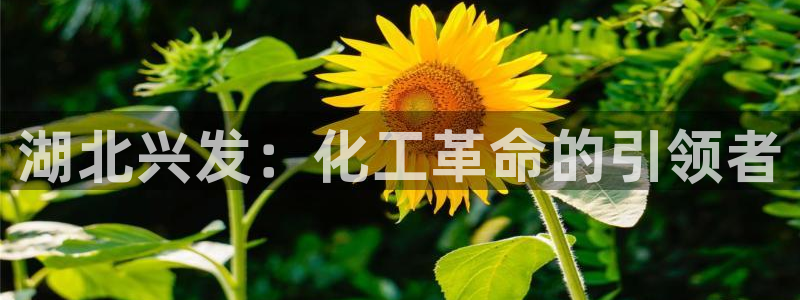 球盟会可以提现么现在：湖北兴发：化工革命的引领者