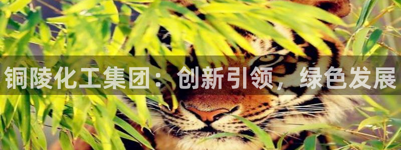 球盟会出款黑了